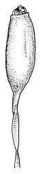 Kiaeria pumila, capsule, moist. Drawn from A.J. Fife 7312, CHR 406479.
 Image: R.C. Wagstaff © Landcare Research 2018 